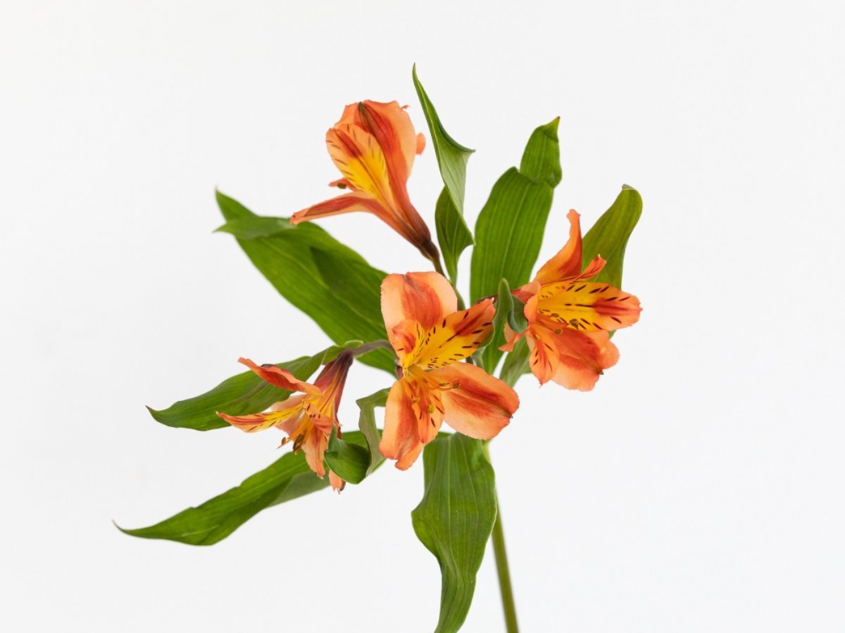 Astromelia - Flor con una leyenda | Colvin Blog