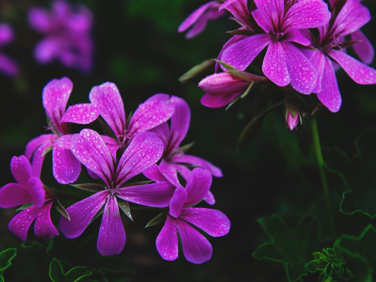 Flores de geranios - cuidados en verano | Colvin Blog