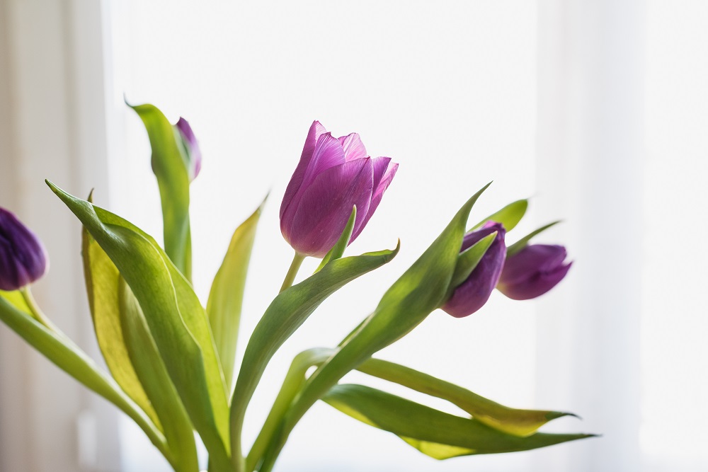 El turno de las flores: Tu horóscopo, tu flor | Colvin Blog El turno de las flores: Tu horóscopo, tu flor | Colvin Blog