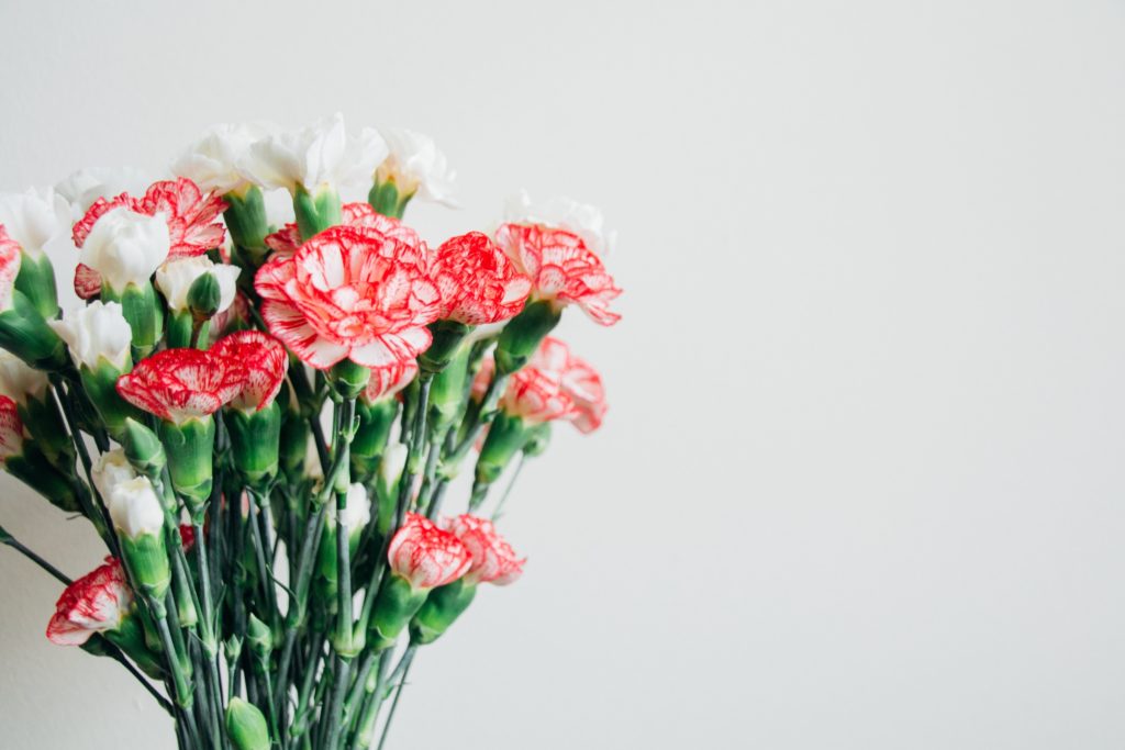 Clavel. Una maravillosa flor
