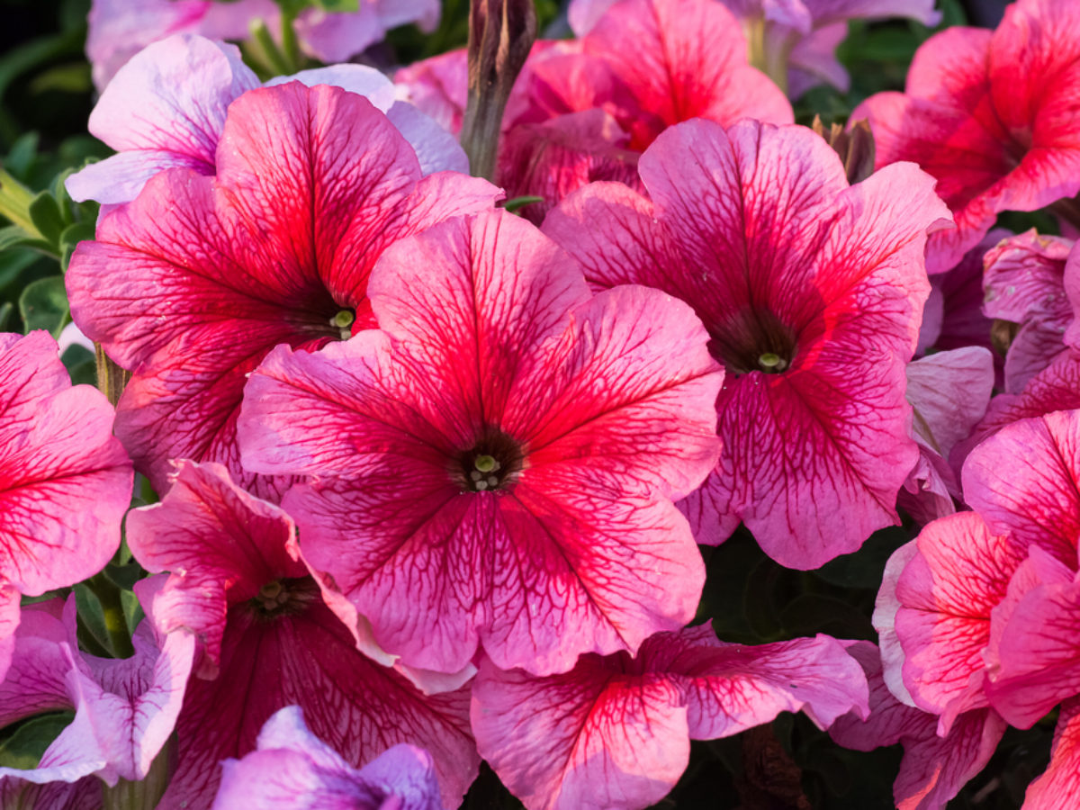 Petunia, la flor que decora las calles | Colvin Blog