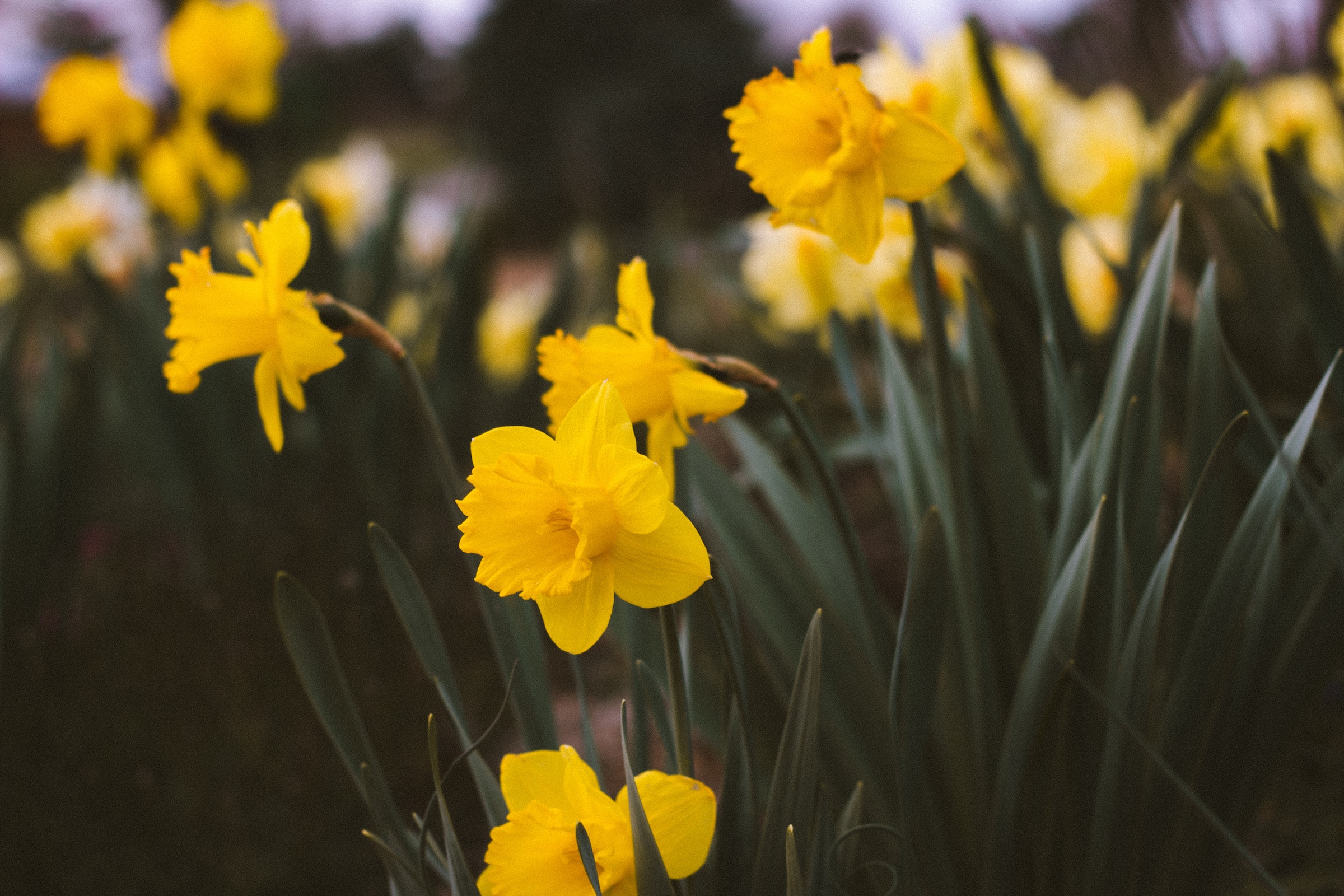 Narciso flor del egoísmo: Origen, cuidados y significado | Blog Colvin