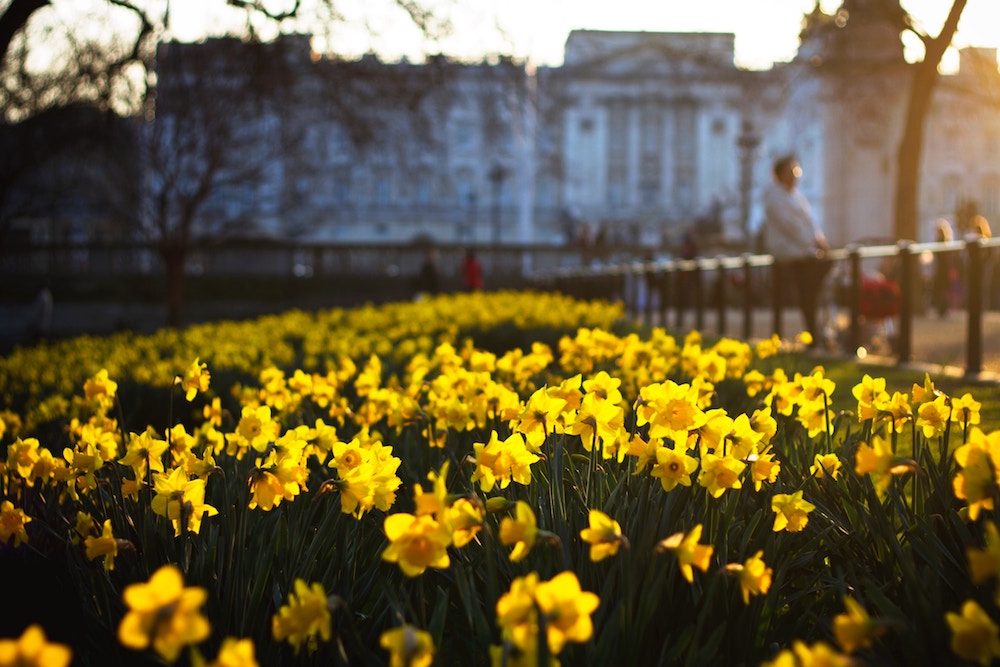 Narciso flor del egoísmo: Origen, cuidados y significado | Blog Colvin