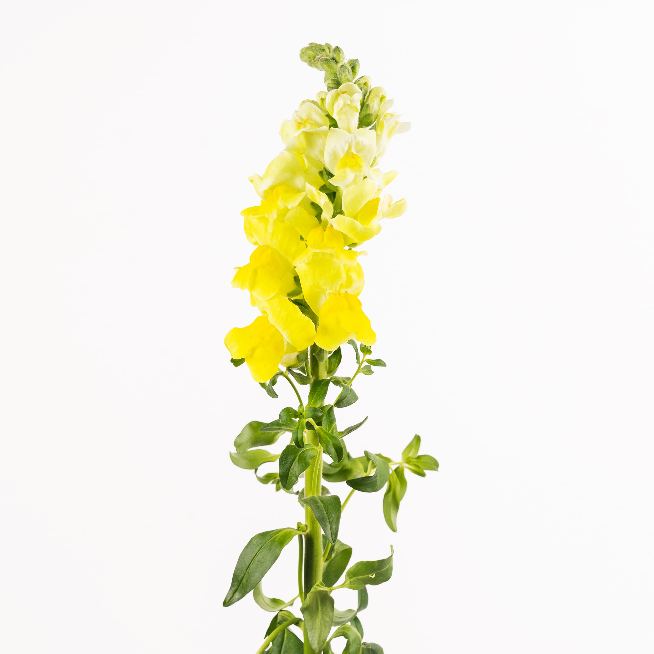 Antirrhinum majus