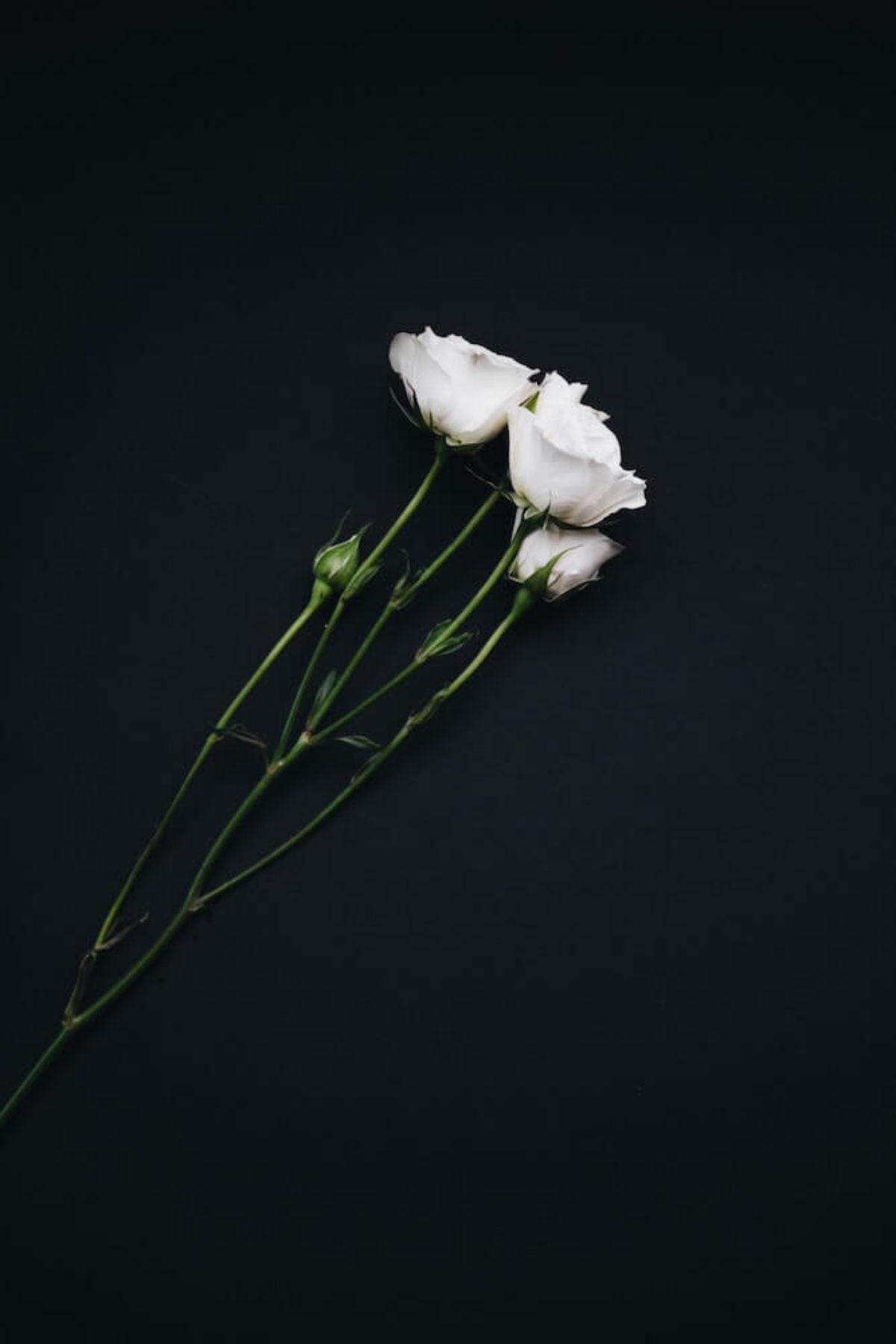 Flor lisianthus y sus mil curiosidades | Colvin Blog Flor lisianthus y sus mil curiosidades | Colvin Blog