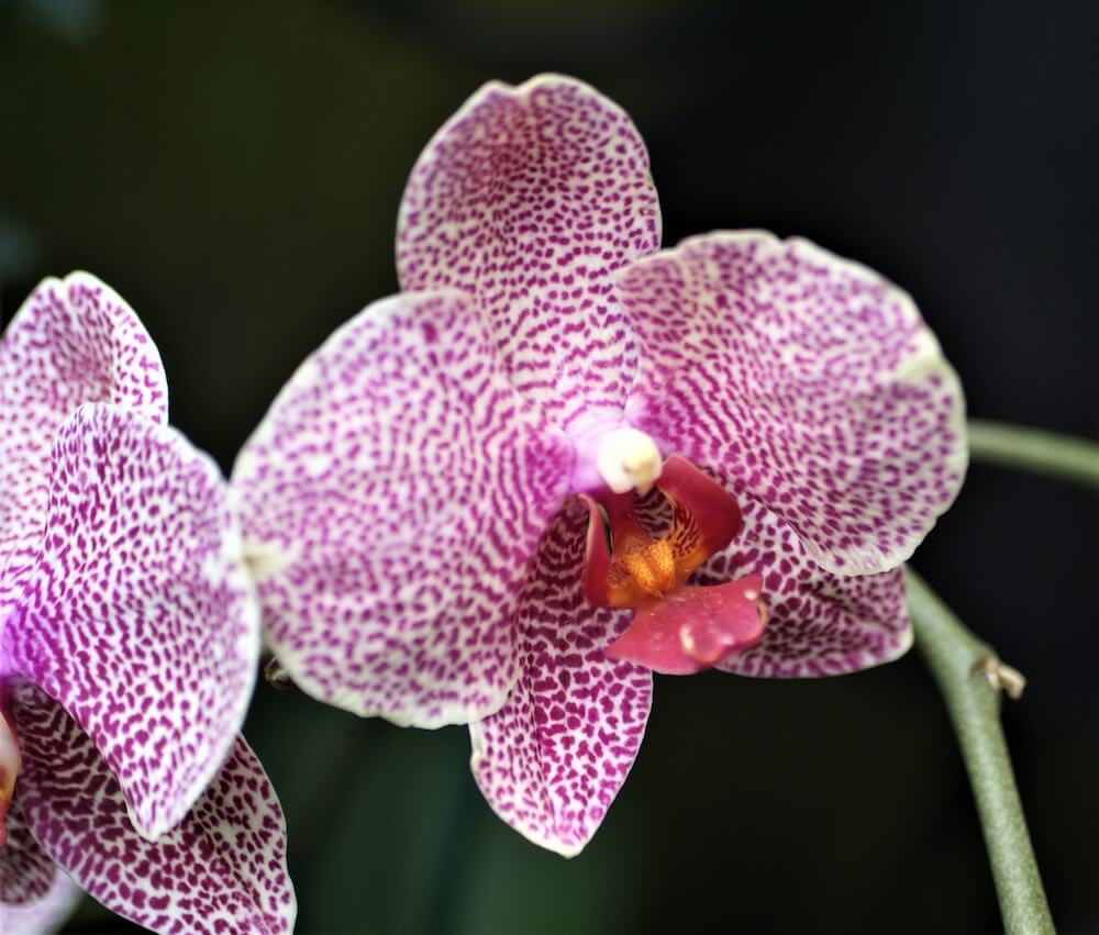 Cómo cuidar una orquídea
