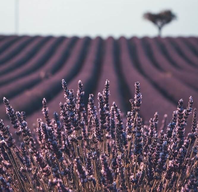 cuidados de la lavanda