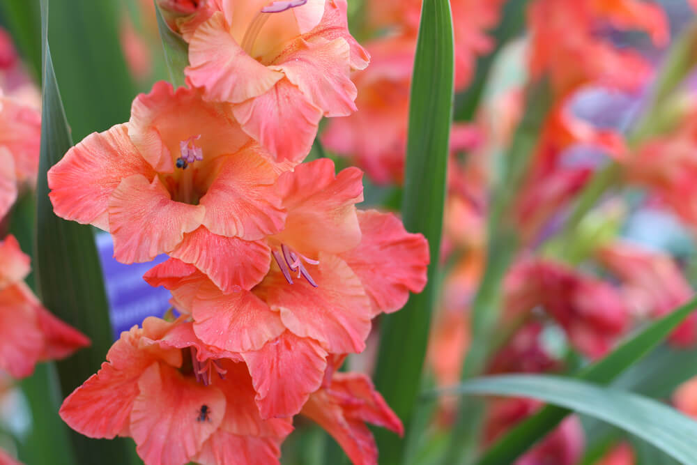 La flor gladiolo