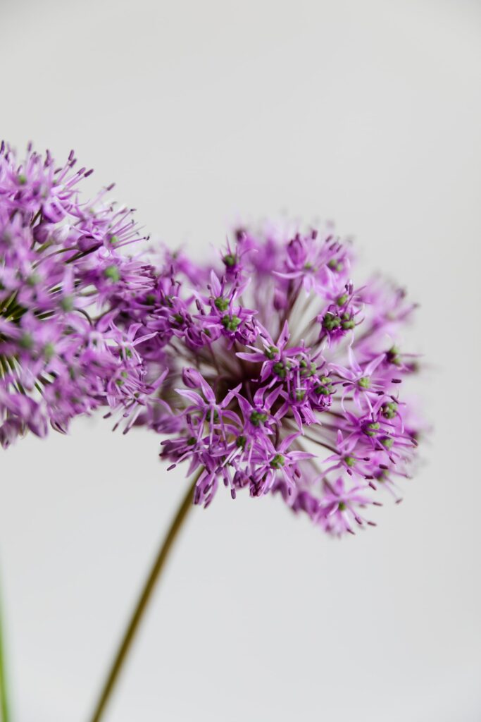 Allium o cebolla ornamental: una curiosa flor comestible