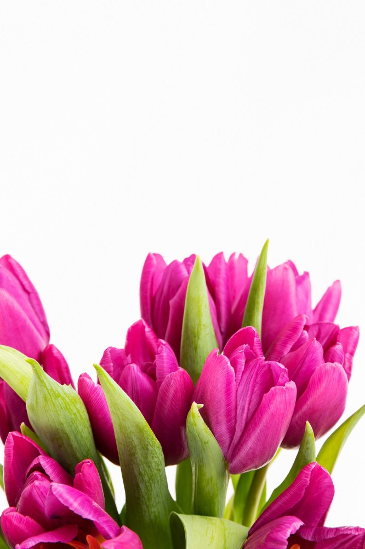 Bulbos de cómo tener unos tulipanes preciosos Colvin Blog