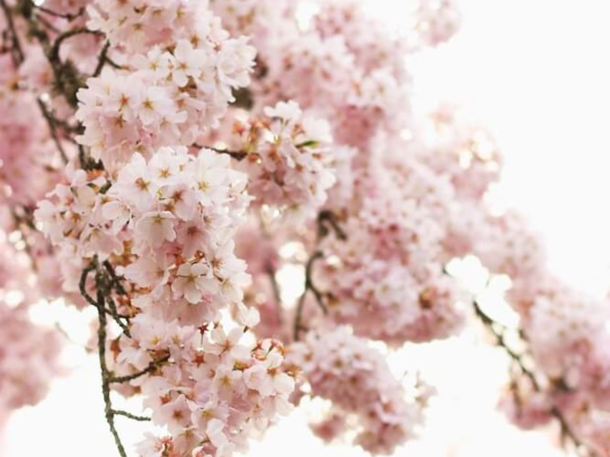 Conoce a la preciosa flor de cerezo