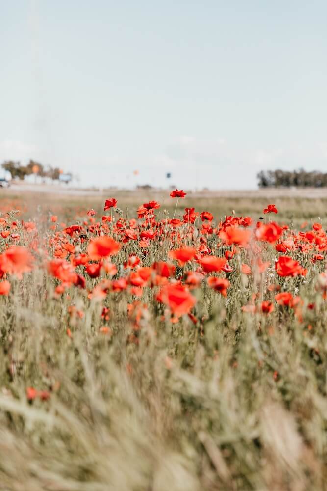 amapola campo