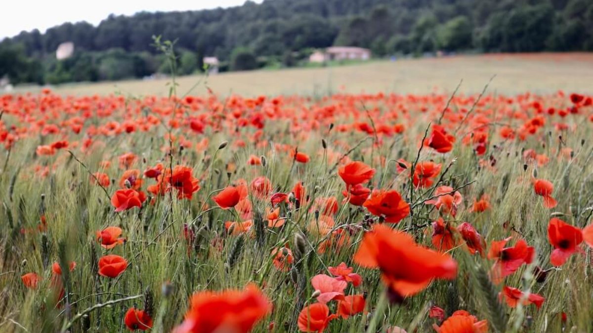 Amapola y sus secretos: Conoce la flor de los sueños | Blog Colvin