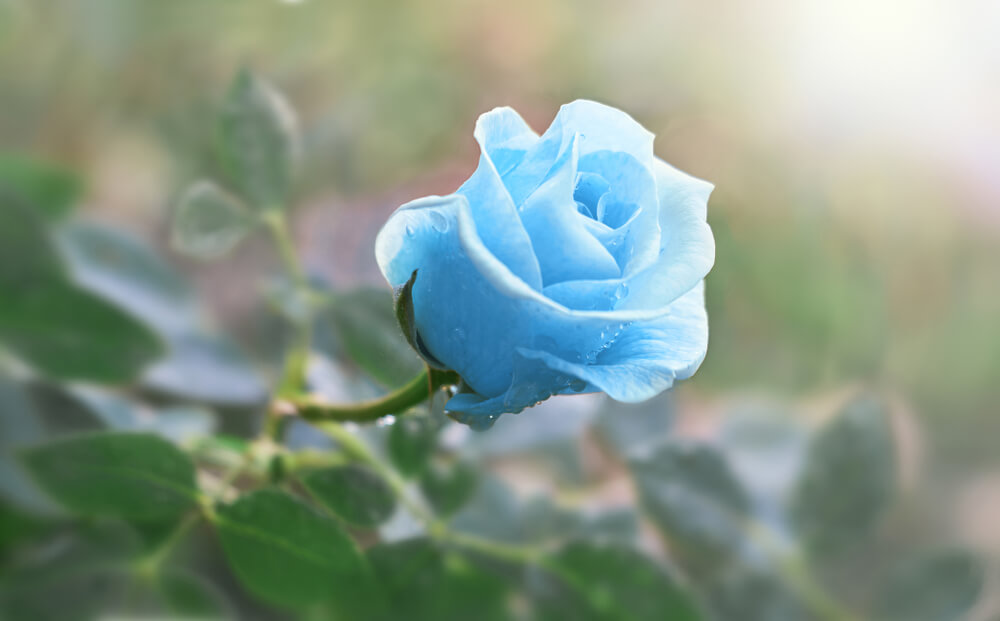 rosas azules flor