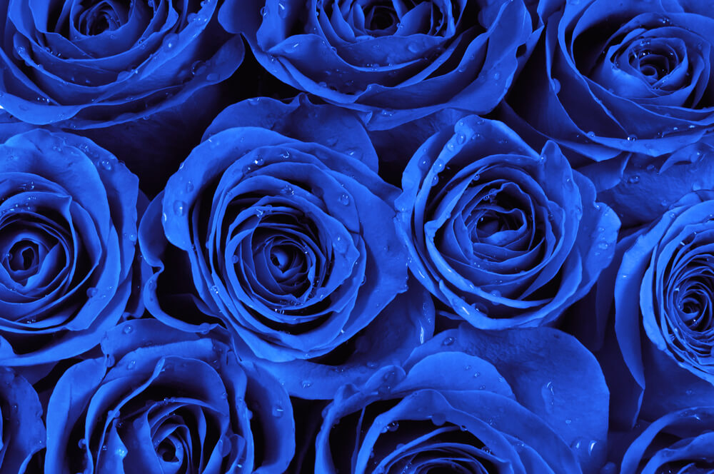 Rosas azules - historia y significado | Colvin Blog