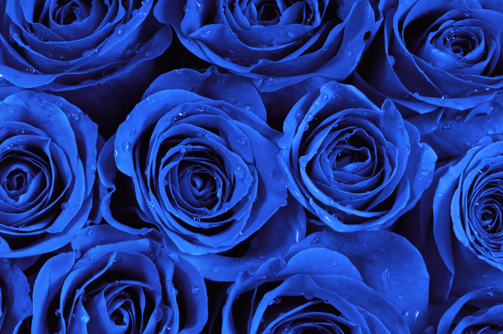 rosas azules