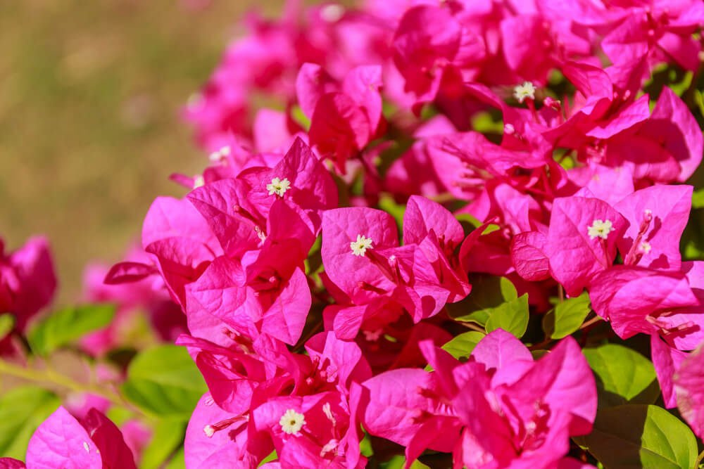 Buganvilla, la flor trepadora
