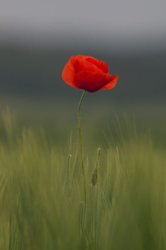 Flor de amapola