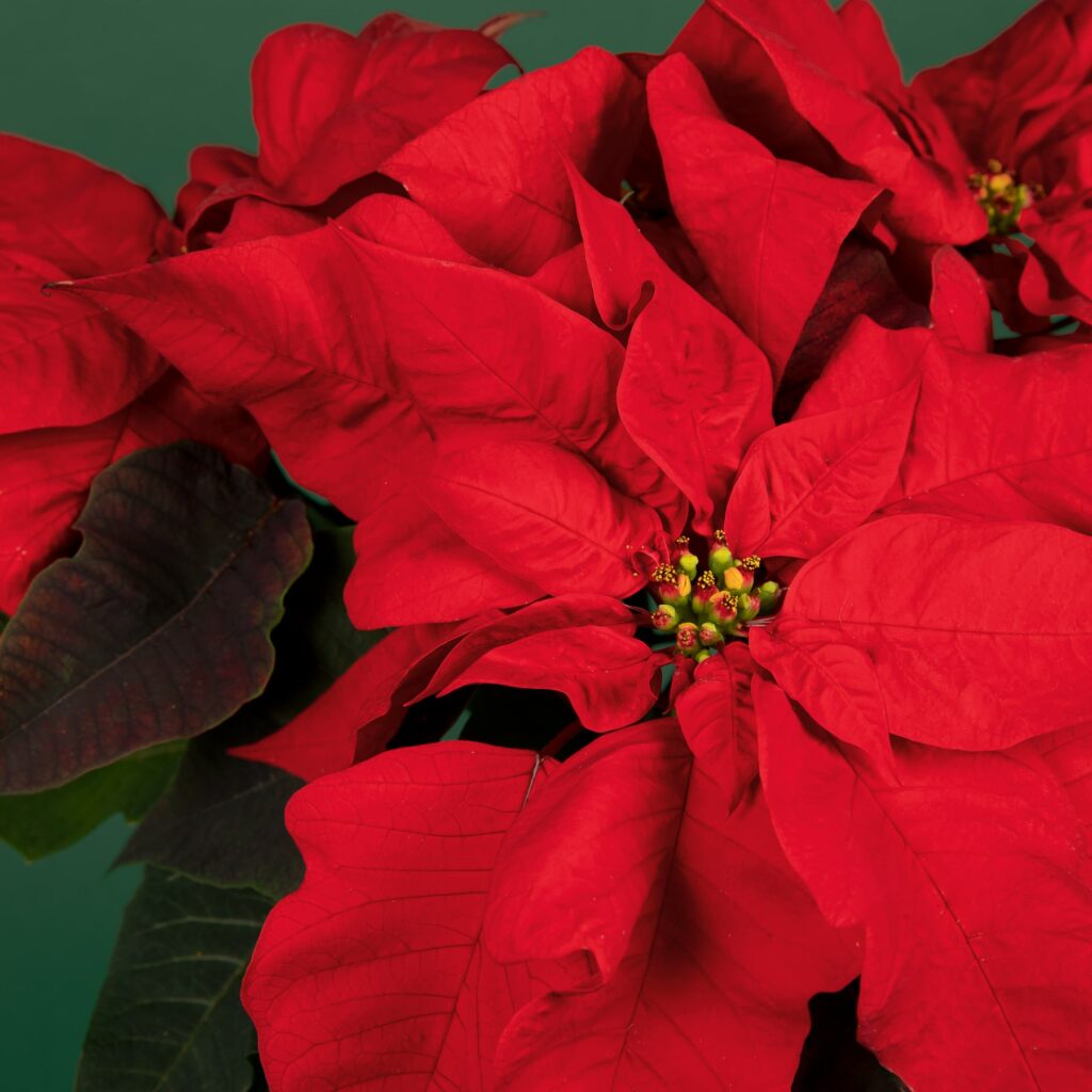 flor de navidad