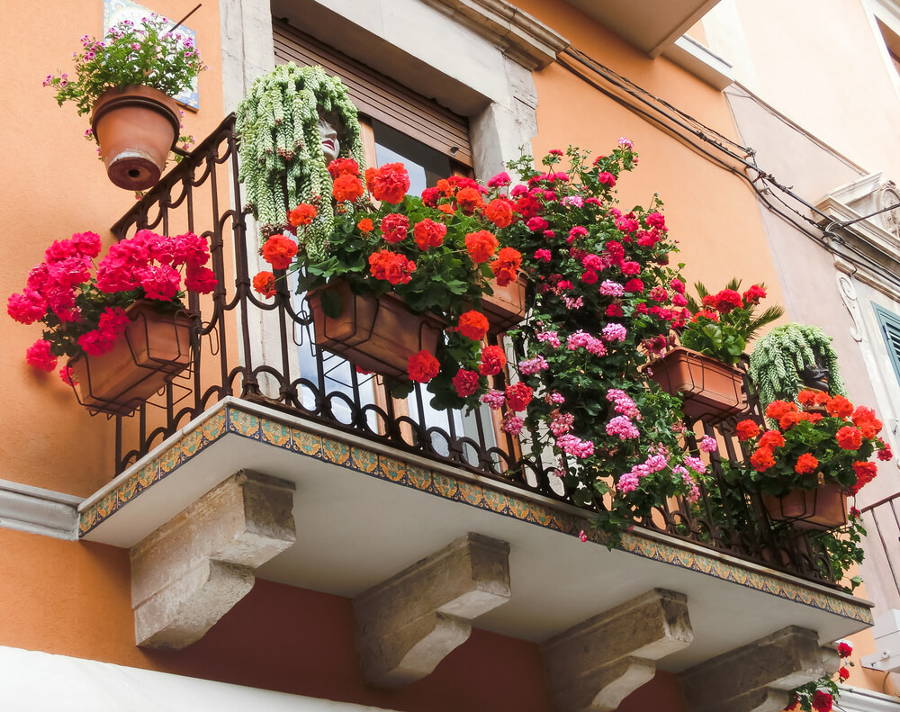 Geranios colgantes, una preciosa forma de decorar