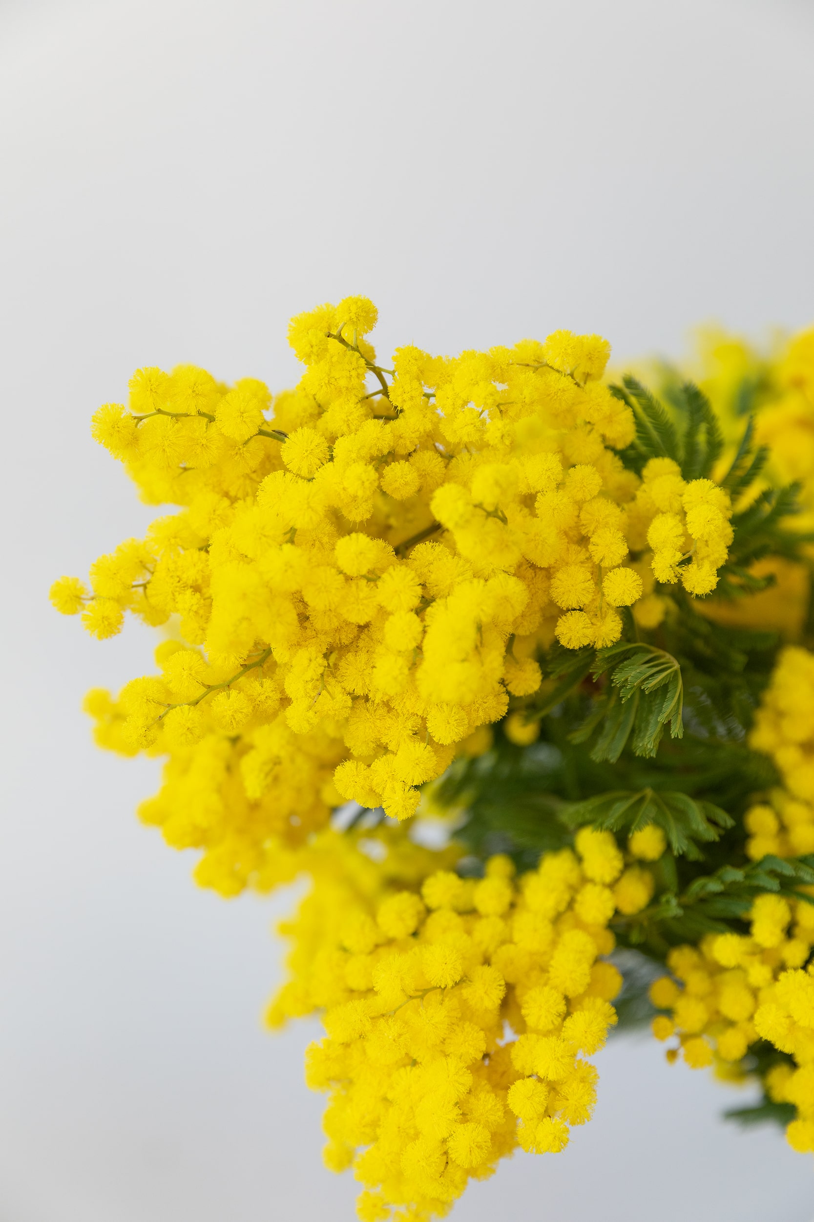 Mimosa flor, una de las flores más vibrantes del planeta | Colvin Blog