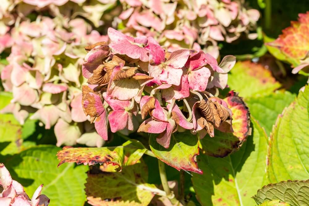 hortensias enfermedades 