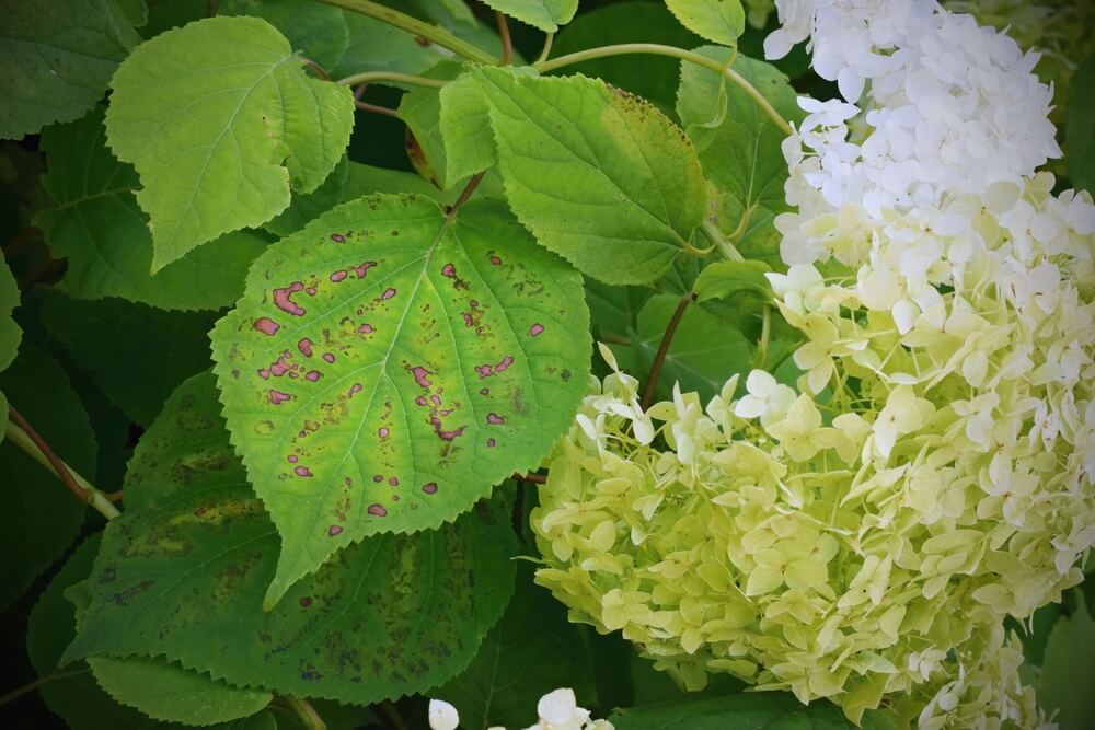 enfermedades de las hortensias oidio