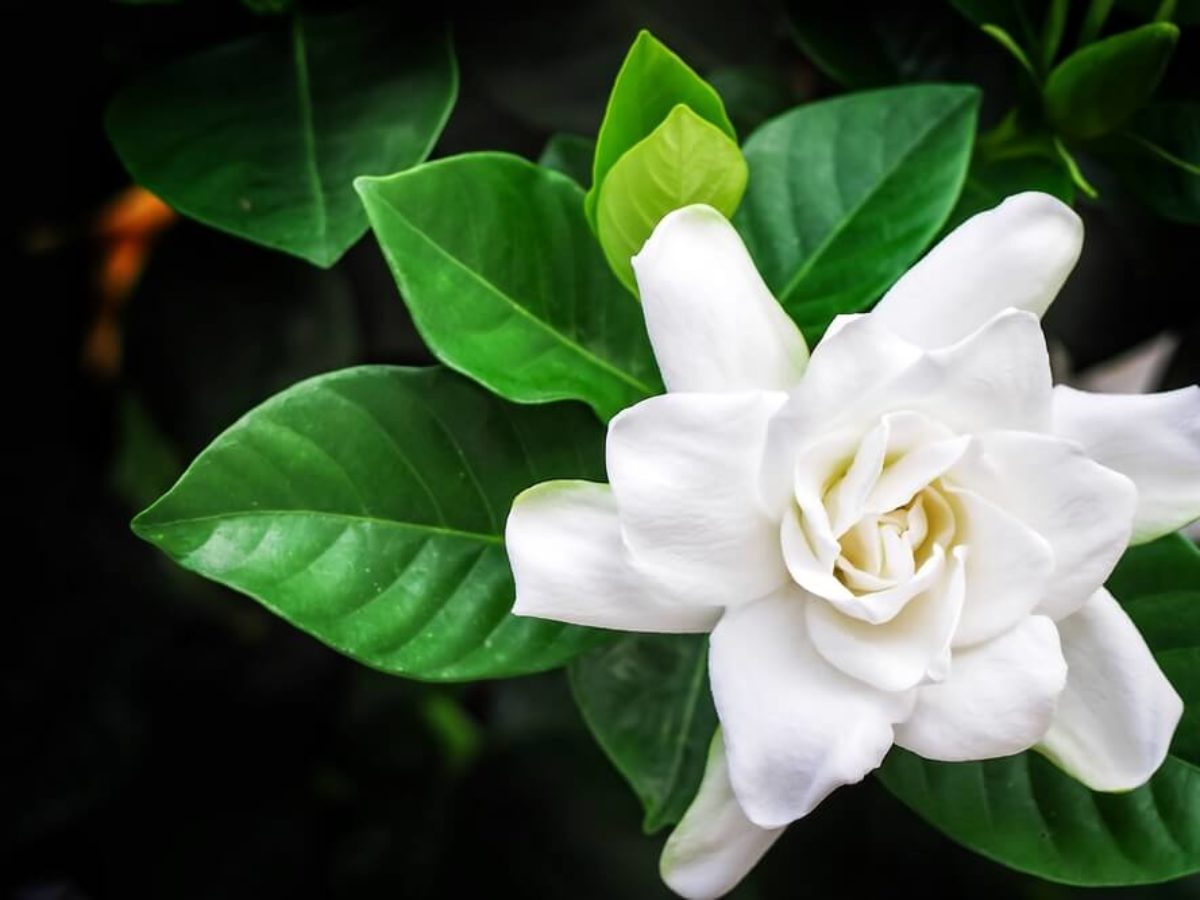 Cuidados de la flor gardenia | Colvin Blog