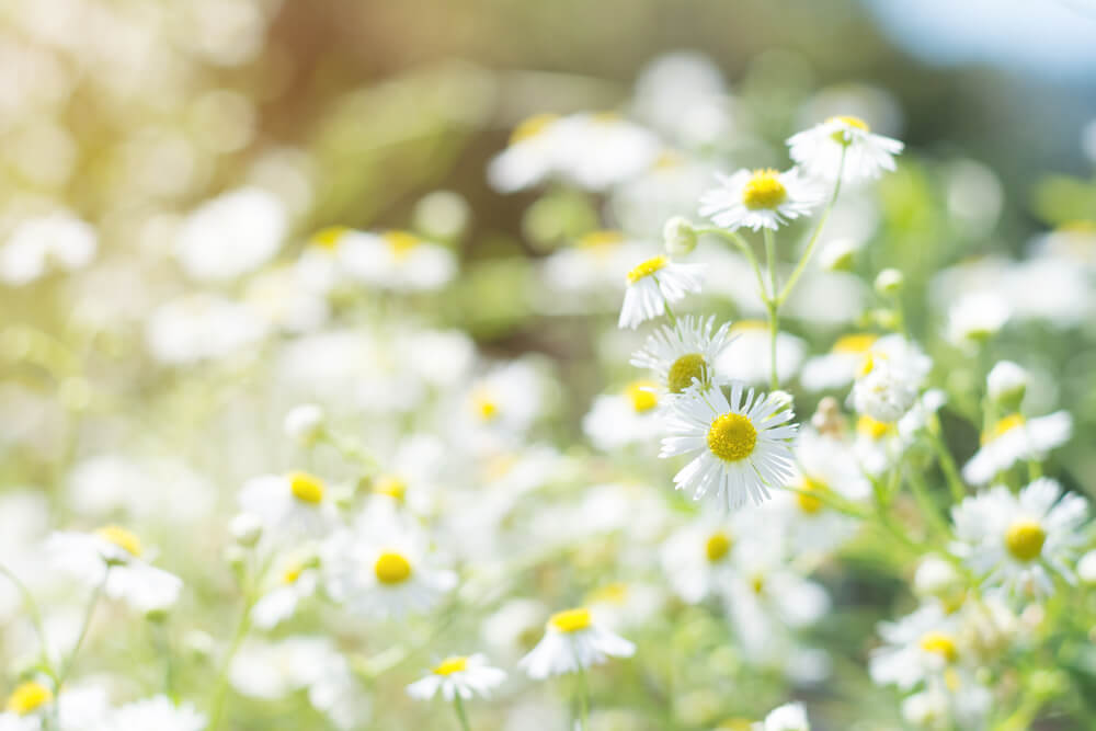 Manzanilla. Preciosidades que llegan con la primavera