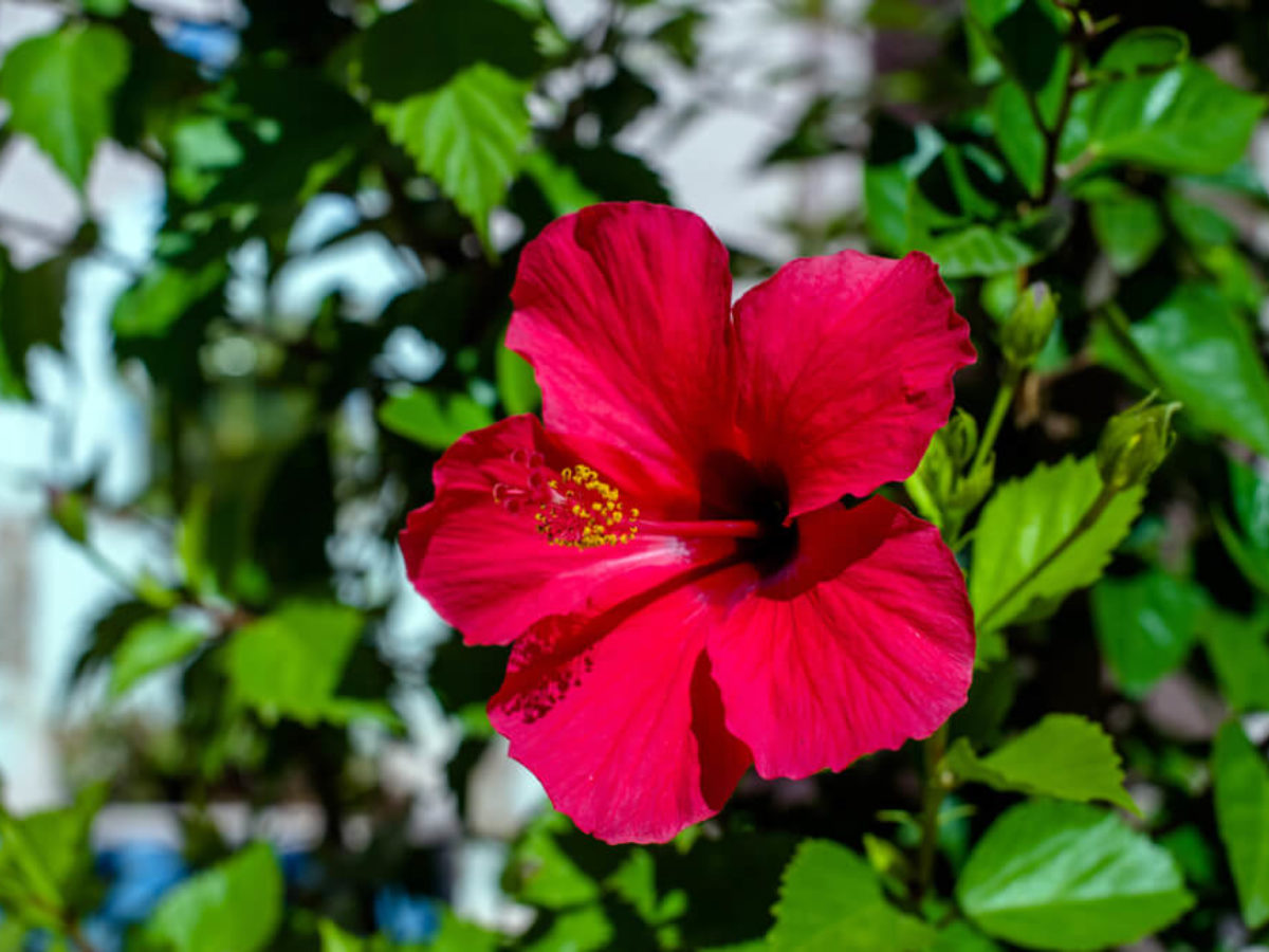 Flor de Jamaica, tan bonita como delicada | Colvin Blog