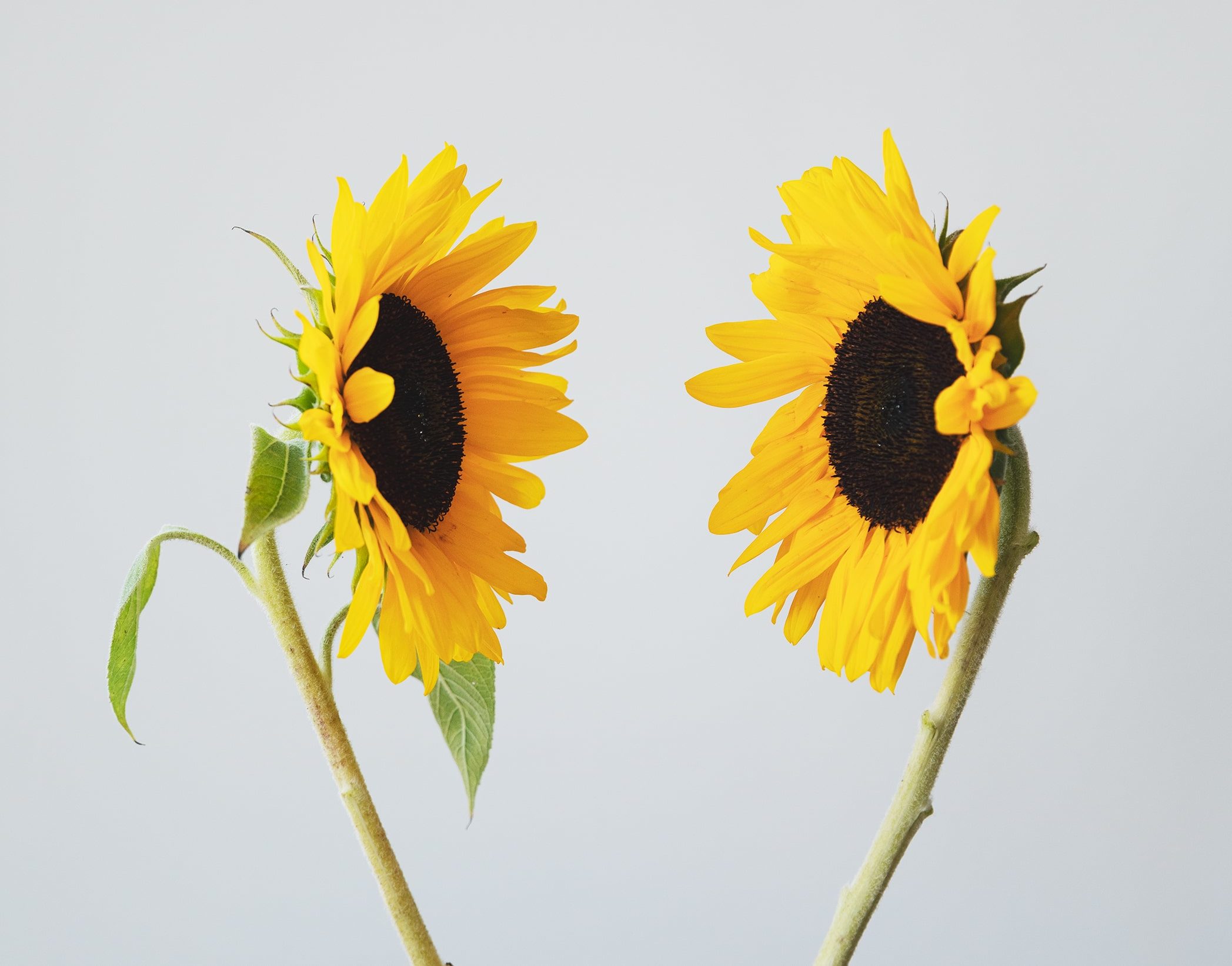 Top 35+ imagen movimiento de un girasol