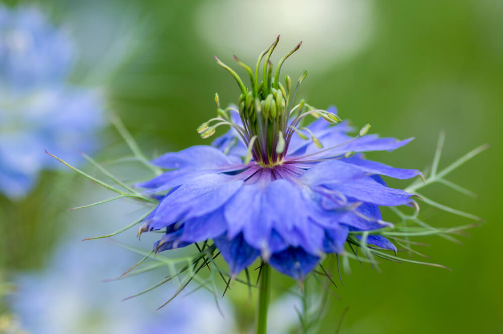 nigella detalle 