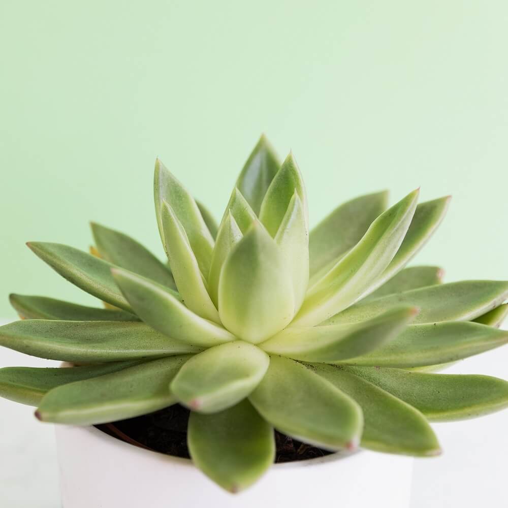 ¡Sorpresa! ¿Hay diferencia entre cactus y suculentas?
