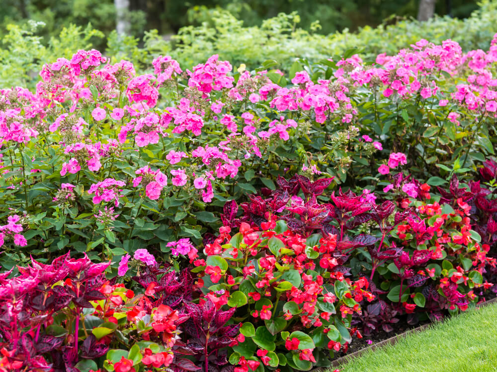 begonia semperflorens conjunto 