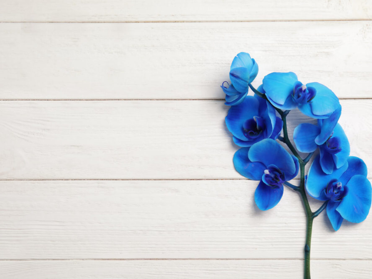 Las maravillosas orquídeas azules | Colvin Blog