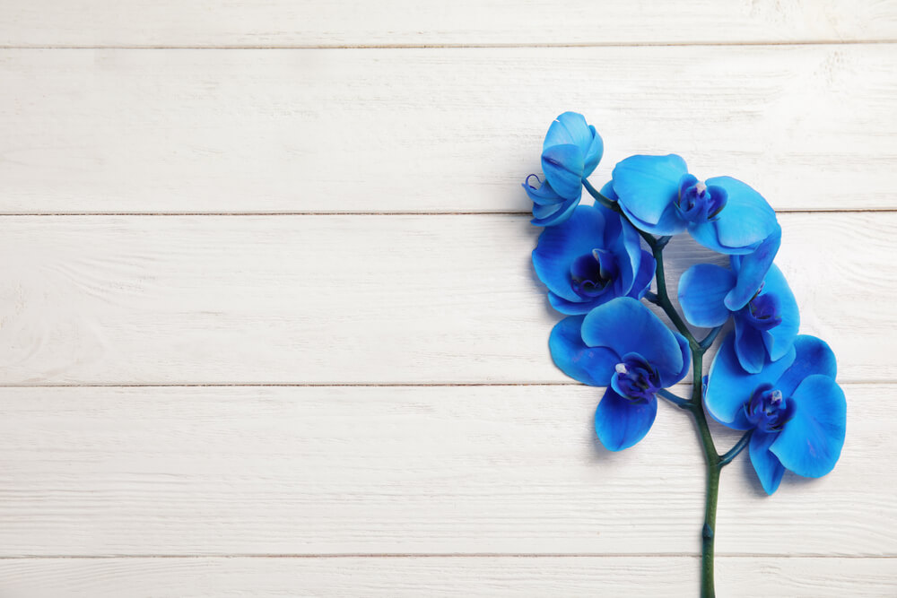 Las maravillosas orquídeas azules | Colvin Blog