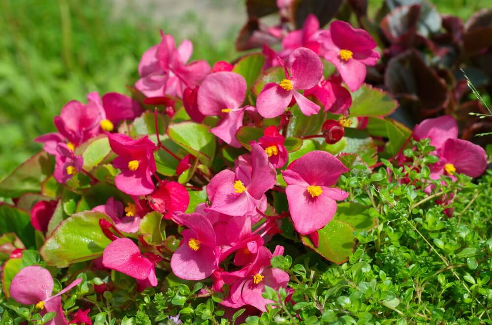 Details 300 imagen planta begonia semperflorens