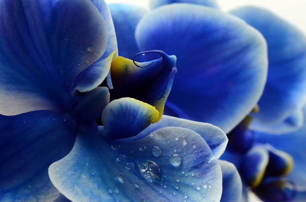 detalle orquídeas azules 