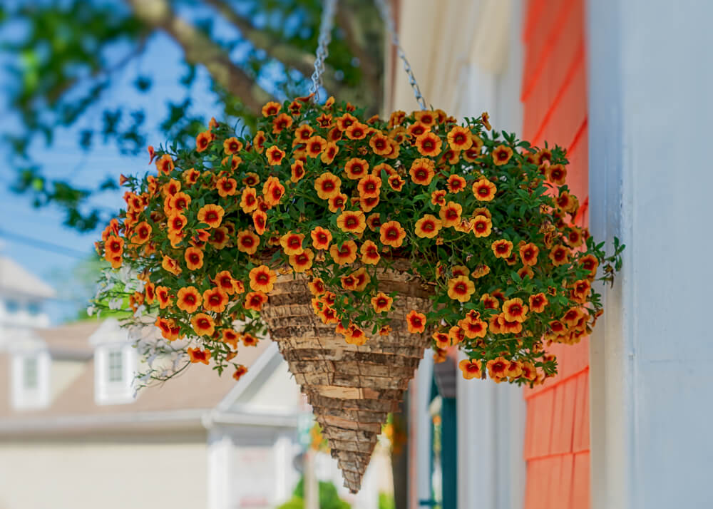 Calibrachoa colgante 