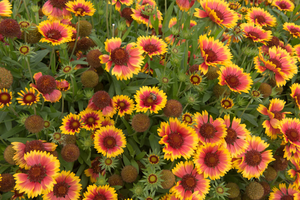 jardín de gallardía 