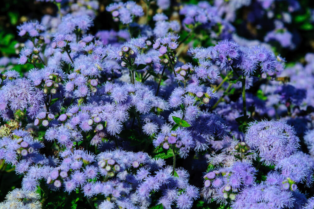 flores ageratum