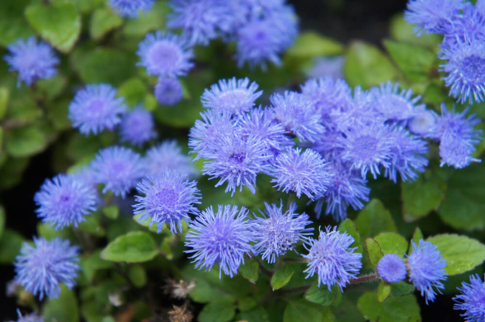 Y llegó el ageratum