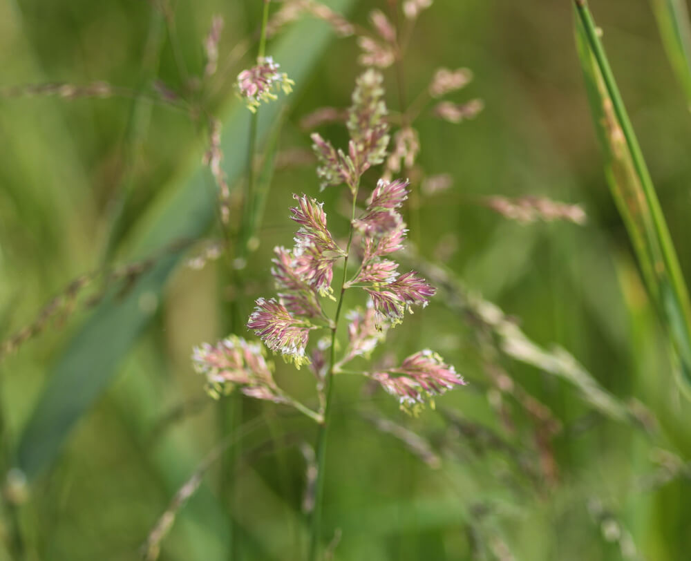 phalaris flor 