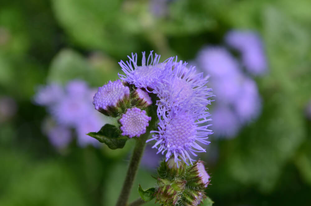 ageratum detalle 