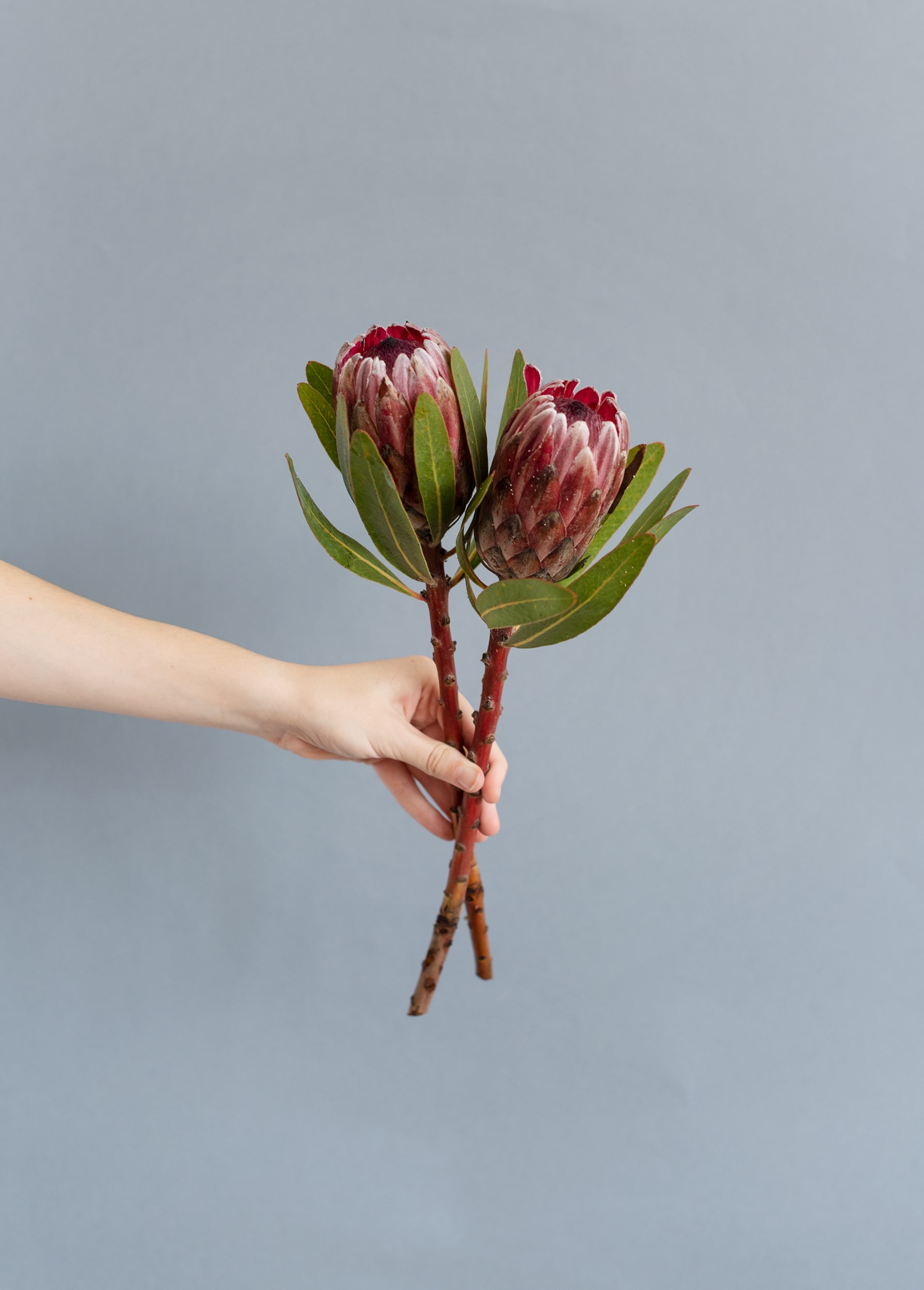 leucospermum