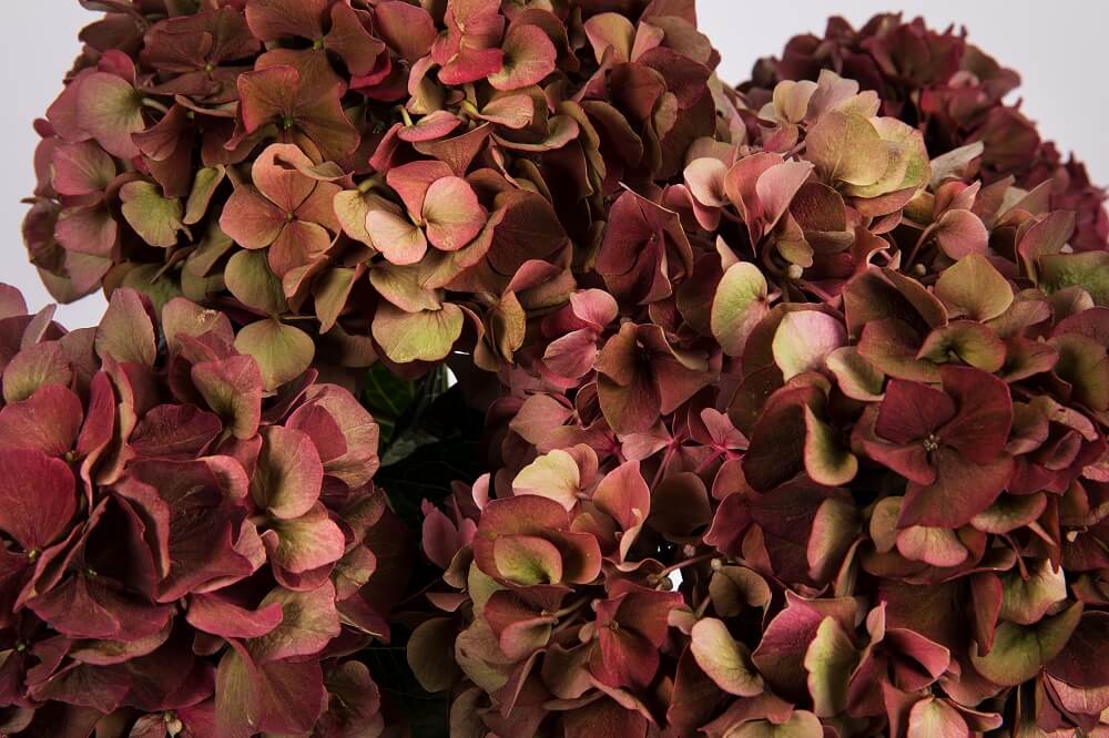 Una colección muy especial. Hortensias Antique