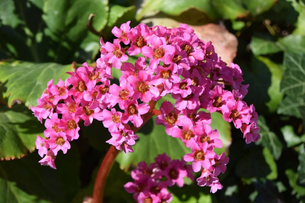 Cuando el frío aprieta llegan las hortensias de invierno