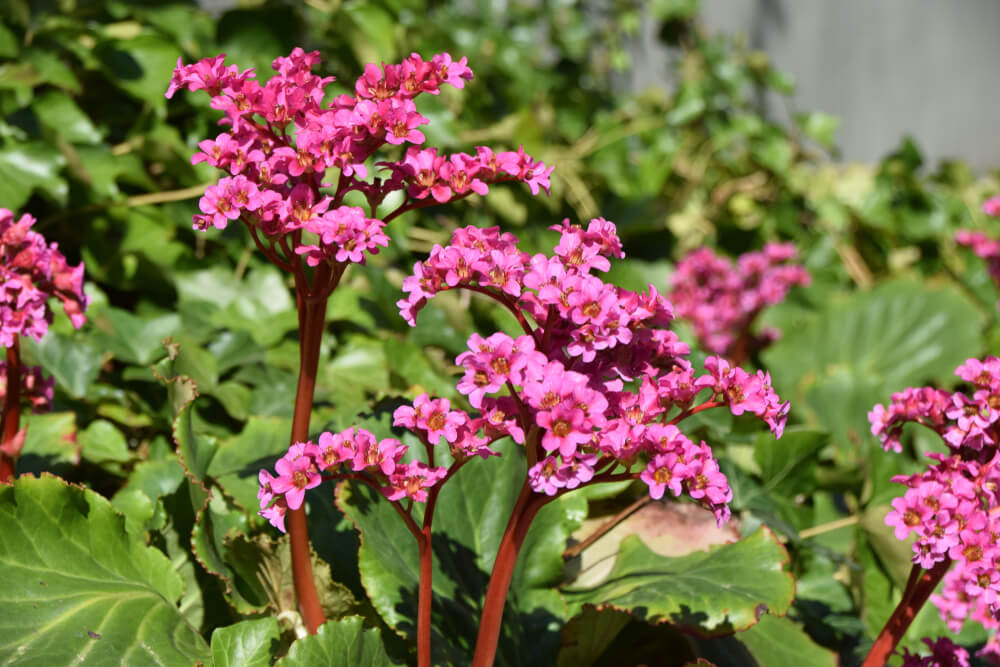 Hortensias de invierno conjunto