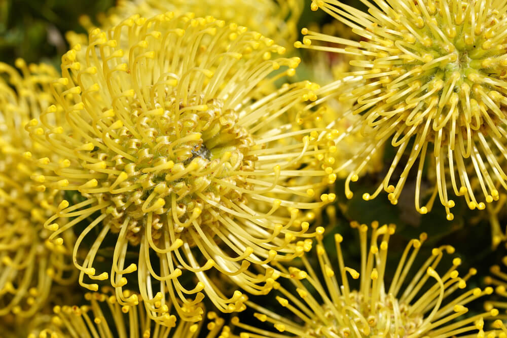 Si has visto una flor más bonita que la protea pagamos la ronda