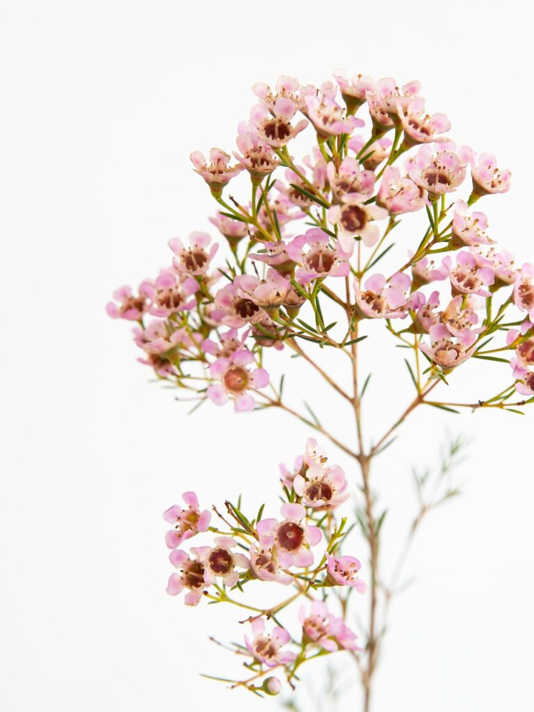 Conoce a la flor de cera, una especie digna de museo